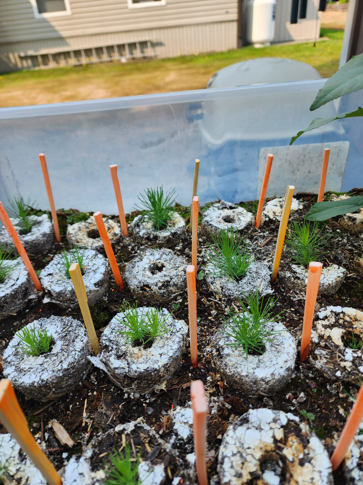 Young seedlings growing from planted modules